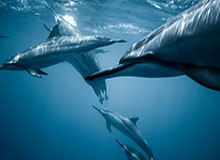 九游体育-【直播】Creme：Doinb中路理解比较好；JKL拿MVP替他高兴